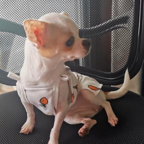 Pet Dog Clothing Summer Cat Skirt Dress Puppy Outfit Yorkshire Terrier Pomeranian Corgi Costume Dog Clothes Small Dogs Dresses