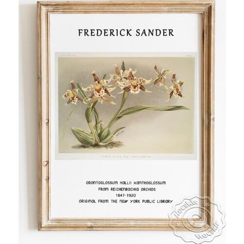 Frederick Sander Exhibition Poster, Odontoglossum Hallii Xanthoglossum From Reichenbachia Orchids Canvas Painting Wall Decor