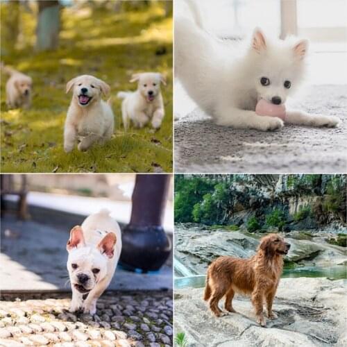 E56C Pet Cooling Scarf for Dogs&Cats Advanced Ice Gel Breathable Collar 3 Sizes