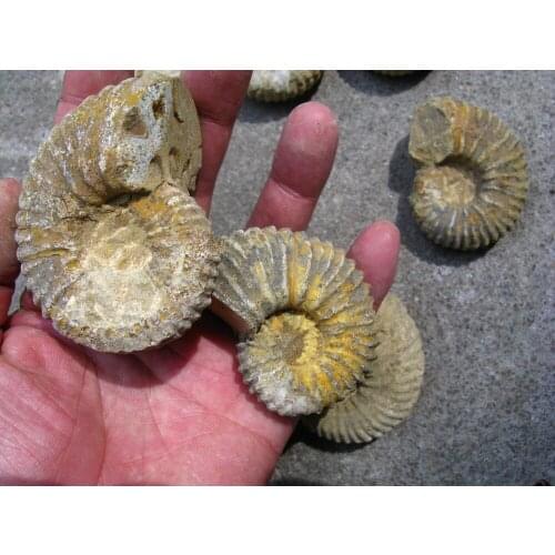 7 LOVELY AMMONITE FOSSIL (CRETACEOUS) MADAGASCAR