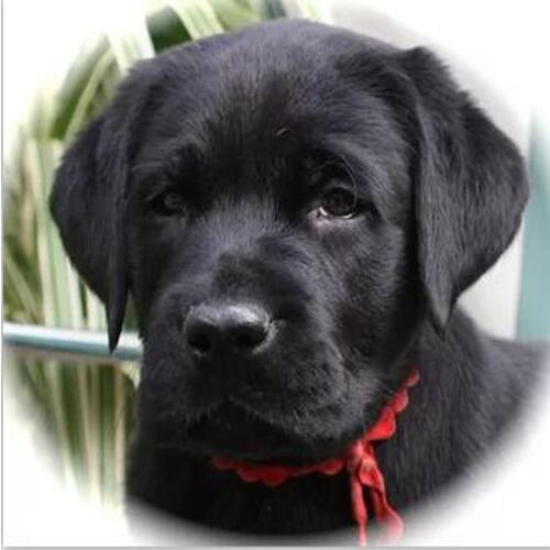 Full square round diamond mosaic diamond painting cross stitch labrador retriever diy 5d diamond embroidery painting icon FG1479