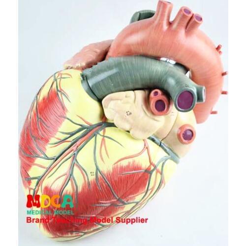 Cardiovascular Medicine Teaching MXZ005 for Three-fold Cardiac Anatomical Model of Human Body