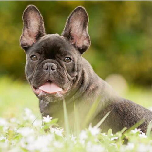 Full Square / Round Drill 5D DIY Diamond Painting French bulldog pet 3D Embroidery Cross Stitch Mosaic Decoration art Gift GH554