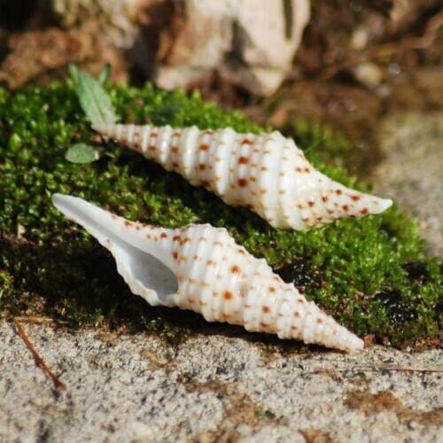 Natural conch shell snails beautiful gift marine specimenscollection
