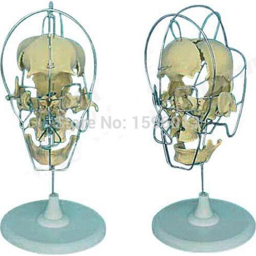 Dissected Adult Skull Model, Skull Model