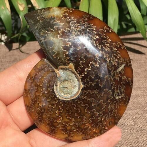 1PC Natural 2.6cm-4cm Iridescent Ammonite Ammolite Madagascar Facet Gem Collectibles Stone Significative Fossil Specimen F2D1