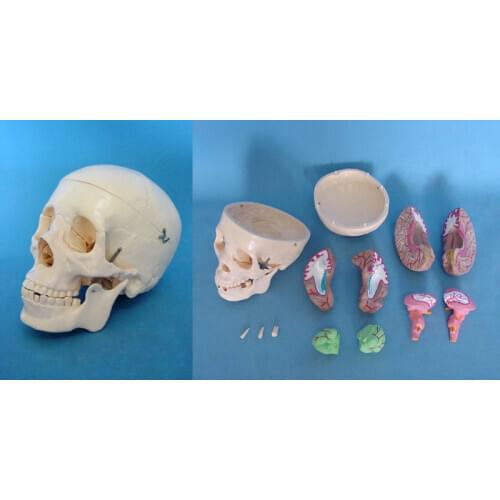 13parts 1:1 life size Human Skull Brain Model Skeleton Medical Teaching Specimen Model