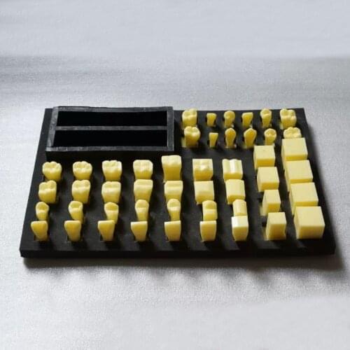 Dental Crown Carving Procedure Model Teeth Model