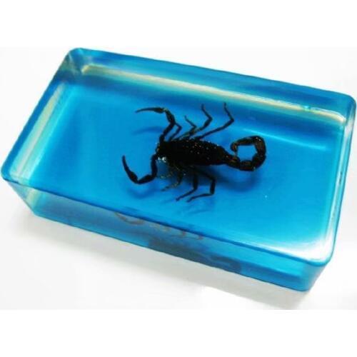 FREE SHIPPING Discount Sale Creative MO 19 fashion Specimen Books Tools Home Decorative Gift