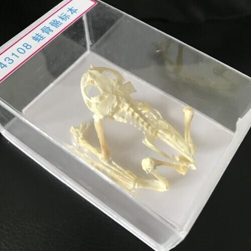 1PCS BOX Taxidermy toad/Frog specimen real bone skeleton skull science specimen art