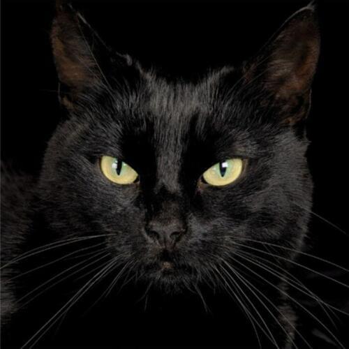 Mysterious Black Cat Diamond Paintings Cross Stitch Home Wall Art Decorations Embroidery Resin Diamonds Paste DIY Handmade Gift