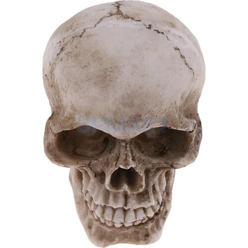 1pc Small Human Head Skeleton Skull Model Resin Toy Kids Gift