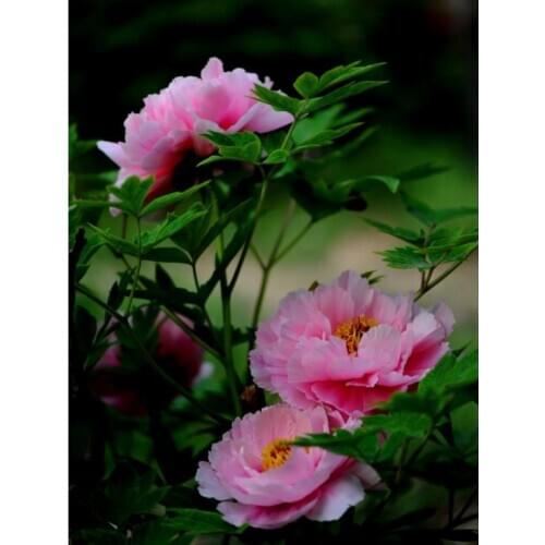 Flowers diamond painting peony scenery embroidery mosaic stitch diamond dotz rhinestone picture puzzle toys drawing wall decor