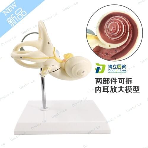 2 parts Labyrinth anatomy model with the semicircular canal of the ear, anatomical inner ear model for education aid