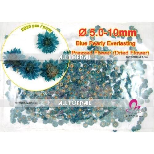 Blue pearly everlasting dried pressed flower professional dried flower for pressed flower art & nail art - Free Shipping