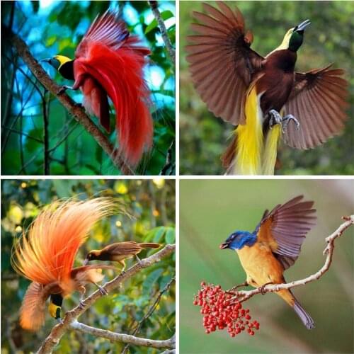 DIY Craft 5D Diamond Painting Full Round Square Resin Mosaic Embroidery Cross Stitch Kits Wall Art Best Gift Long-tailed bird