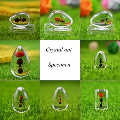 Ant HD Acrylic Specimen Ant Nest Decoration Accessories Unique Ant Souvenir Gift