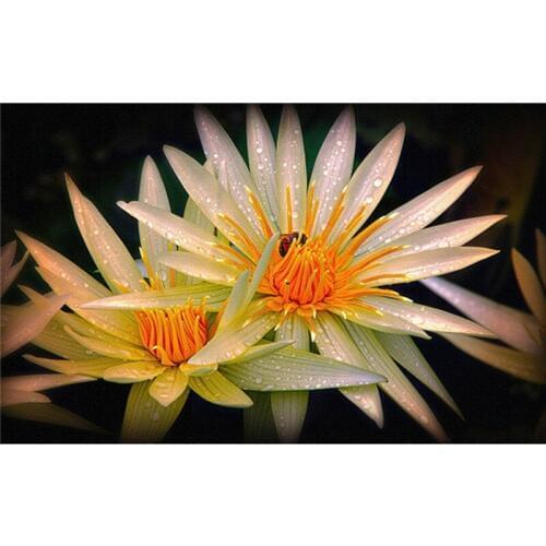 3D Full Resin Diamond Painting Cross Stitch DIY Needlework Square Diamond Mosaic Wall Decor Embroidery beautful flower A7733R