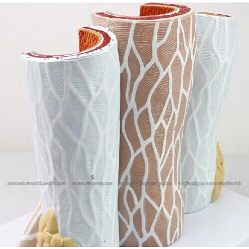 CMAM/12492 Microscopic-Blood vessel, Human Heart Medical Teaching Anatomical Model