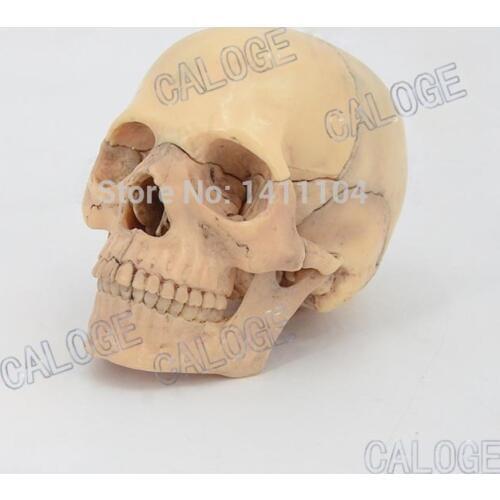 Free shipping&Skull model, assembling head skull teaching model, disassemble 15 parts of bone, used for art,teaching,hospital