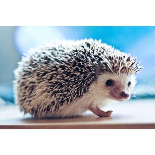 Cute little hedgehog The wooden puzzle 1000 pieces ersion paper jigsaw puzzle white card adult childrens educational toys