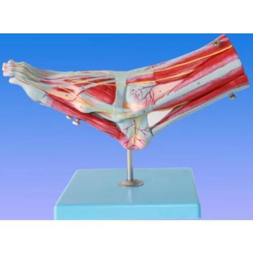 9 part Foot musculoskeletal modelThe foot muscle is attached to the main vascular nerve model