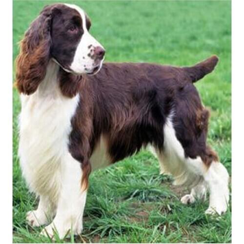 Diamond Embroidery English Springer Spaniel Diy Diamond Painting Full Animal Cross Stitch Kits Diamond Mosaic Square ArtsZP-1964