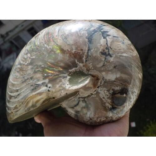 2699g Ammonite Nautilus Shell Jurrassic Fossil Specimen Madagascar