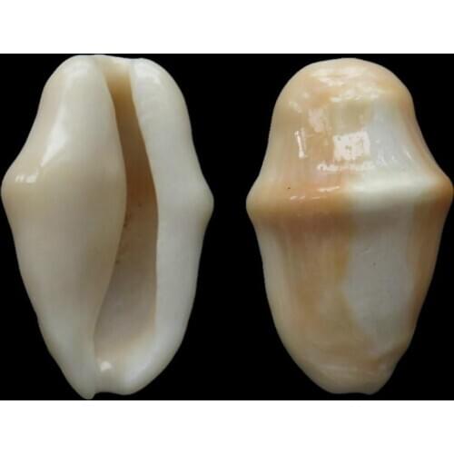 2pcs rare shell Nautilus Natural Shell Conch Mediterranean