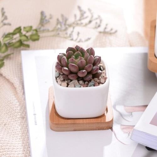 Geometic White Ceramic Square Bonsai Planter Little Succulent Flowerpots Modern Small Cactus Flowerpot Bamboo Tray Office Decor