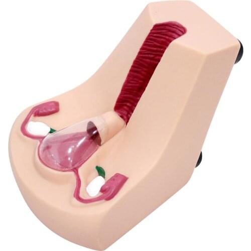 Female Intrauterine Contraceptive Device Model,IUD Training Simulator