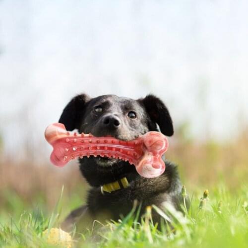 New Rubber Molar Bone New Pet Toy Bite-resistant Interactive Teeth Cleaning Dog Chewing Molar Stick