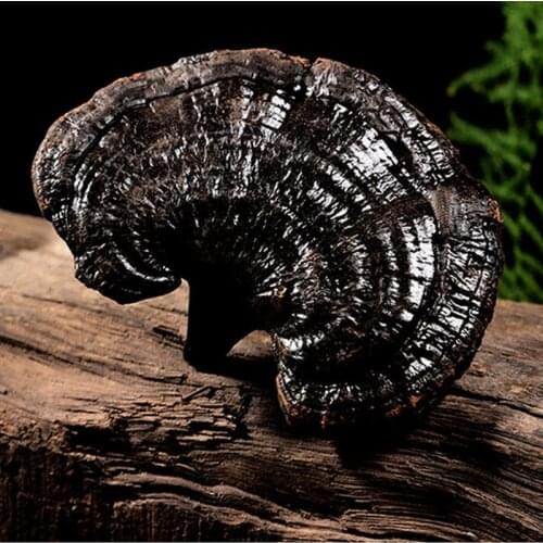 Wild Changbai Mountain Black Ganoderma Lucidum