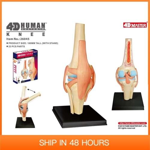Human Knee Model 4D MASTER Puzzle Detachable DIY Educational Toys Flexible Reduced Size Skeleton Anatomy Tool Medical Gift