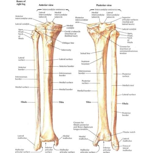Details of the Human Tibia & Bones Picture Art print Silk poster Home Wall Decor