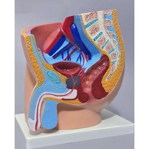 Male reproductive system model human sagittal anatomical face structure pelvic cavity medical teaching teaching stereo mold