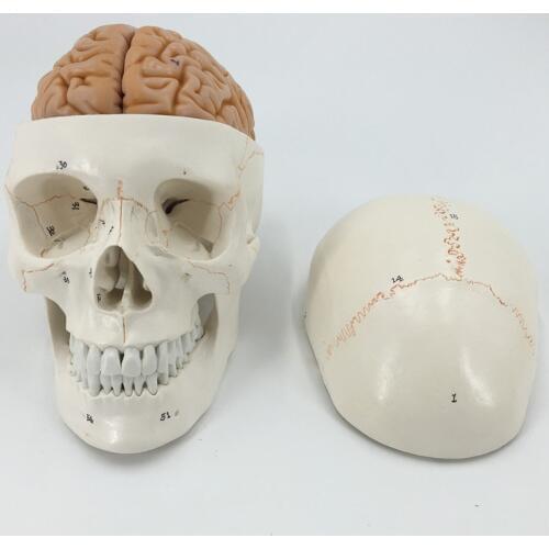 Human Life Size Numbered Skull With Brain Model anatomy skeleton veterinary anatomical brain anatomia science Exploded skull