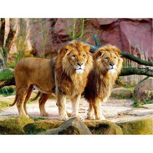 Full circular animal 5D Diamond Painting Lion brothers mosaic DIY Diamond Embroidery Picture Of Rhinestone Home decoration TY885