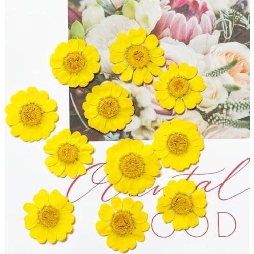250X 20-25mm Pressed Dried Yelllow Chrysanthemum Multicaule Flower Plant Herbarium For Jewelry Postcard Bookmark Phone Case DIY