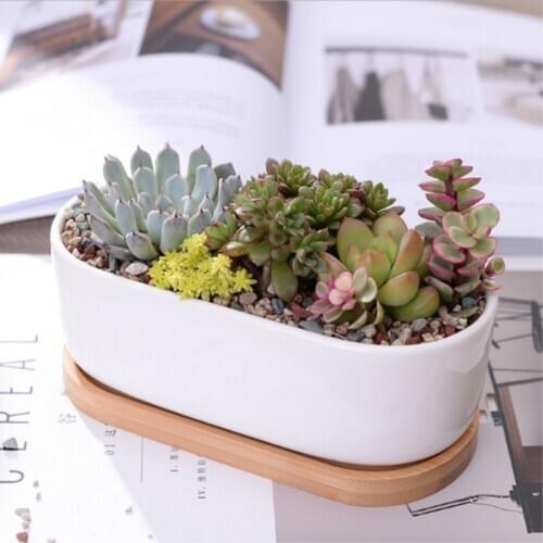 1 Set Minimalist White Ceramic Succulent Plant Pot Porcelain Planter Decorative Desktop Flower Pot Nordic Home Decor Gift