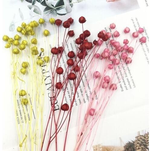 Yongsheng Flower Material DIY with Dried Grass Flower Rich Beans Acacia Beans 2G Package Yongsheng Flower Glass Cover Gift Box