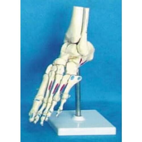 Human Skeleton 1:1 foot joint bone Muscle Coloring model Medical Teaching free shipping