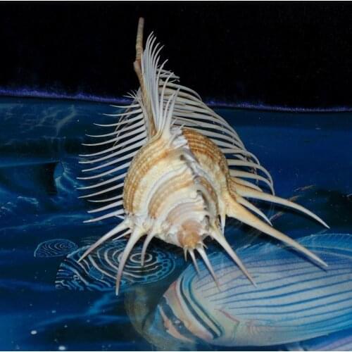 13-15Cm Natural Shell Conch Decoration Fish Tank Landscaping Shell Ornaments For Home Garden Venus Murex