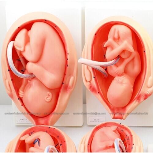 CMAM/12451 The Development Process for Fetus, Genitourinary Medical Teaching Anatomical Model