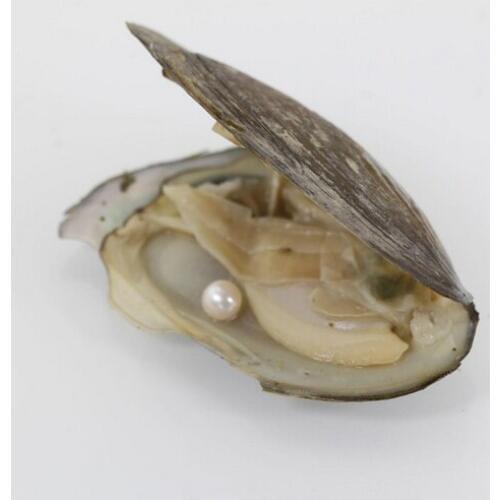 Single Pearl in Freshwater Oysters Bulk 20pcs Pink White Purple Natural Color 7-8MM Round Freshwater Pearls in Oysters ABH662