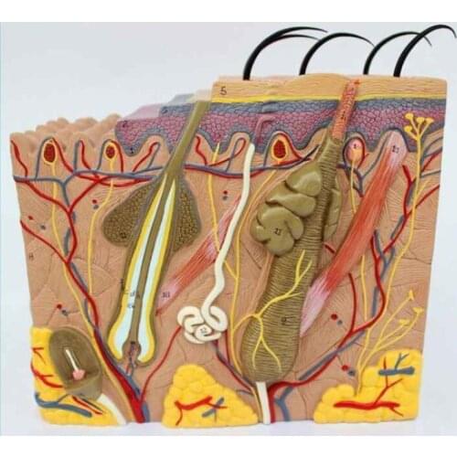 35-fold three-dimensional skin model skin structure anatomy cosmetic training AIDS