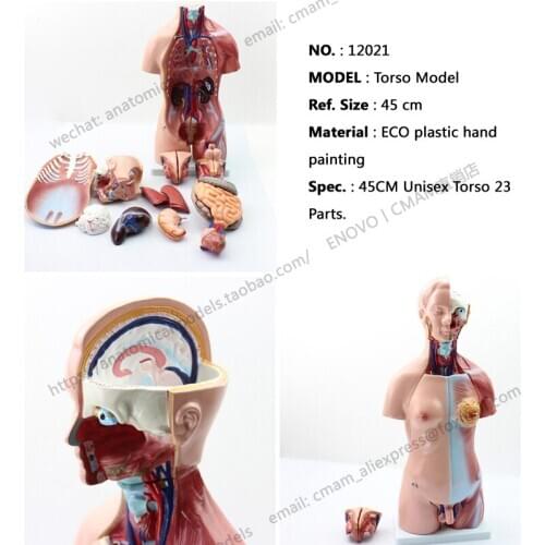 CMAM/12021 Torso,45cm,Bisexuals,23-parts, Plastic Human Body Teaching Anatomical Model