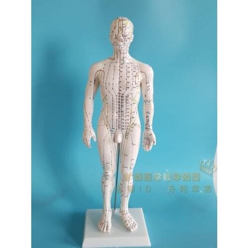Body meridians Acupuncture Model Meridian points Acupuncture Model 50cm free shipping