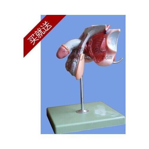 12.5cm*18cm*16.5c Male reproductive organs structure model of human reproductive organs urinary system tissue anatomical model