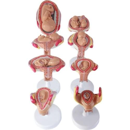 8 pcs Pregnancy fetal development process model Embryonic development anotomical model educational equipment
